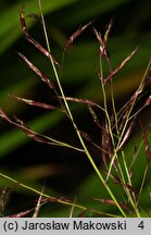 Hakonechloa macra (hakenochloa smukła)