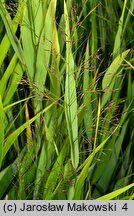 Hakonechloa macra (hakenochloa smukła)