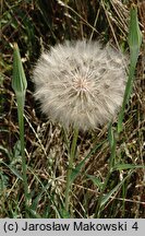 Tragopogon dubius (kozibród wielki)