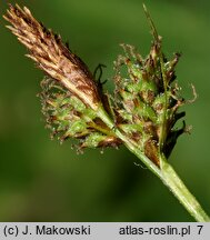 Carex umbrosa (turzyca cienista)