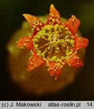 Orthotrichum pulchellum (szurpek śliczny)