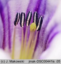 Datura tatula (bieluń dziędzierzawa odm. tatula)