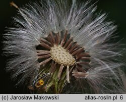 Senecio vernalis (starzec wiosenny)