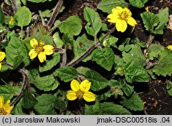 Chrysogonum virginianum (chryzogonum wirginijksie)