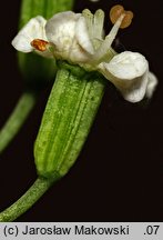 Falcaria vulgaris (sierpnica pospolita)