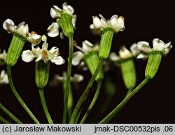 Falcaria vulgaris (sierpnica pospolita)