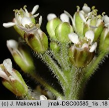 Lepidium campestre (pieprzyca polna)