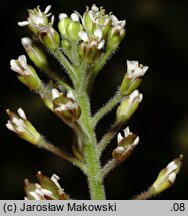 Lepidium campestre (pieprzyca polna)