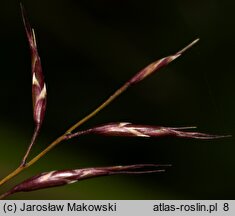 Hakonechloa macra (hakenochloa smukła)