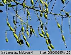 Styphnolobium japonicum (perełkowiec japoński)