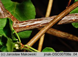 Fallopia aubertii (rdestówka Auberta)