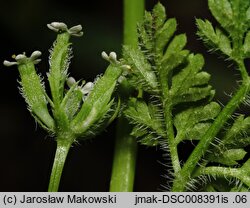 Anthriscus caucalis (trybula pospolita)