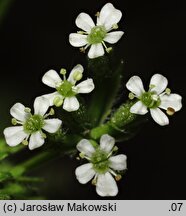 Anthriscus caucalis (trybula pospolita)