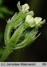 Anthriscus caucalis (trybula pospolita)