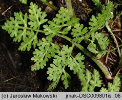 Anthriscus caucalis (trybula pospolita)