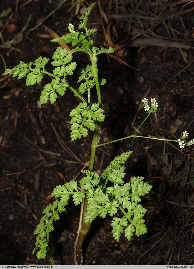 Anthriscus caucalis (trybula pospolita)