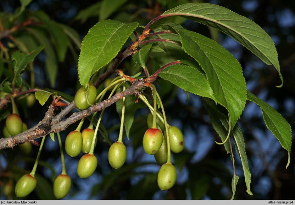 Prunus serrula (wiśnia tybetańska)