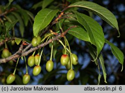 Prunus serrula (wiśnia tybetańska)