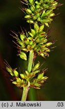 Setaria verticillata (włośnica okółkowa)