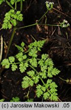 Anthriscus caucalis (trybula pospolita)