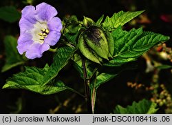 Nicandra physalodes (nikandra miechunkowa)