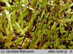 Brachythecium albicans (krótkosz wyblakły)