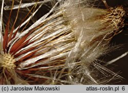 Hypochaeris radicata (prosienicznik szorstki)