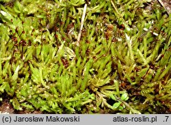 Brachythecium albicans (krótkosz wyblakły)