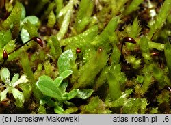Brachythecium albicans (krótkosz wyblakły)