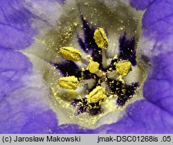 Nicandra physalodes (nikandra miechunkowa)