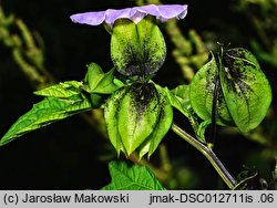 Nicandra physalodes (nikandra miechunkowa)