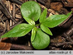 Ailanthus altissima (bożodrzew gruczołowaty)