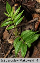 Ailanthus altissima (bożodrzew gruczołowaty)