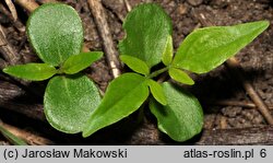 Ailanthus altissima (bożodrzew gruczołowaty)