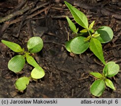 Ailanthus altissima (bożodrzew gruczołowaty)