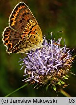 Jasione montana (jasieniec piaskowy)