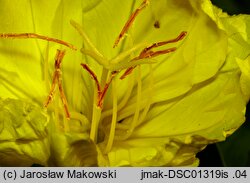 Oenothera macrocarpa (wiesiołek ozdobny)