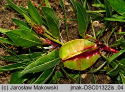 Oenothera macrocarpa (wiesiołek ozdobny)