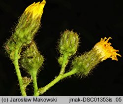 Sonchus arvensis ssp. arvensis (mlecz polny typowy)