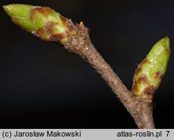 Ostrya carpinifolia (chmielograb europejski)