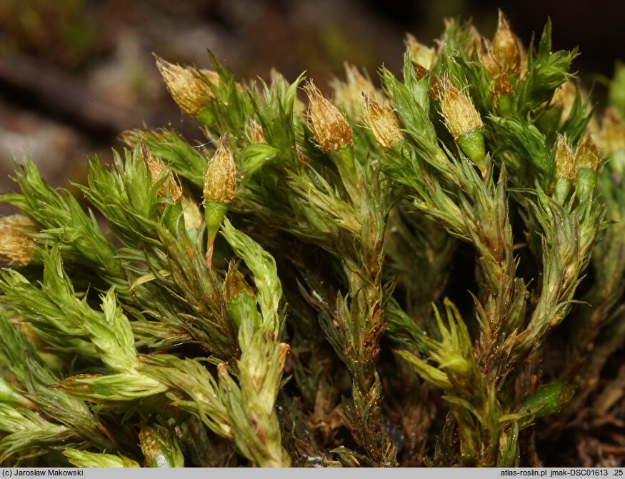 Orthotrichum speciosum (szurpek kosmaty)