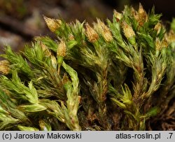 Orthotrichum speciosum (szurpek kosmaty)