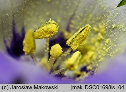 Nicandra physalodes (nikandra miechunkowa)