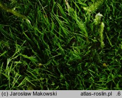 Orthodicranum tauricum (prostoząbek taurydzki)
