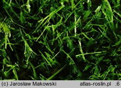 Orthodicranum tauricum (prostoząbek taurydzki)