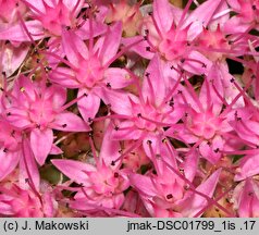 Hylotelephium spectabile (rozchodnik okazały)