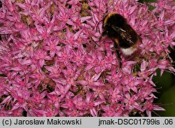 Hylotelephium spectabile (rozchodnik okazały)