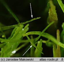 Orthodicranum tauricum (prostoząbek taurydzki)
