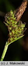 Carex umbrosa (turzyca cienista)