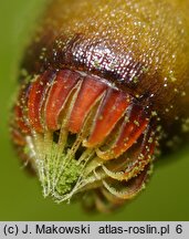 Pseudoscleropodium purum (brodawkowiec czysty)